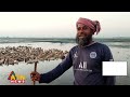 মাগুরার বুরুলিয়া বিলে হাঁসের খামার magura duck farm atn news