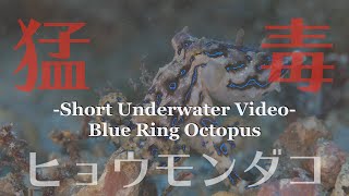 ヒョウモンダコ / Blue ring Octopus【海の危険な生き物図鑑 / Dangerous creature file of the sea】