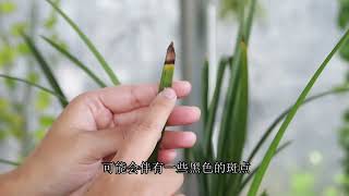 兰花焦尖难根除？分清2种致因，防治容易多了