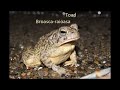 apotta dj video 155 2019 music and amphibians muzica si amfibieni