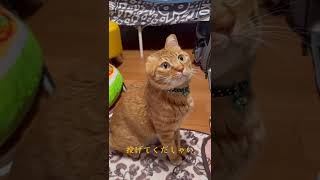 先輩猫の毛玉ボールで遊ぶ胡桃くん