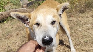 Blind dog name is Raju#dogs #streetdogshelp #streetdog #doglover #streetdogsofindia #blinddog