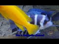 wc cyphotilapia gibberosa blue zaire moba spawning