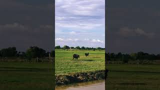 ក្របីអ្នកទន្លេ |River buffalo