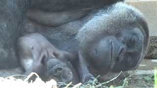 Gorilla⭐️Baby Kintaro was fast asleep in his mother's arms, as if dead after his exercise.【Momotaro】