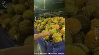 Baik Banget! Detik-detik Pedagang Durian Berikan Dagangannya ke Pemotor saat Papasan di Jalan