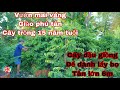 vườn mai vàng giảo phú tân cây già mùa , vườn mai vàng nguyễn minh _ 0949363928