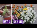 Grow Chrysanthemum in 4 Inch Pot  & Get HEAVY Flowering