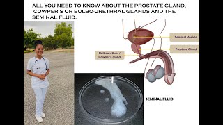 Seminal Fluid, Prostate Gland and Cowper's Glands Anatomy.