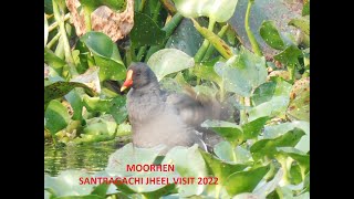 Moorhen at Santragachi Jheel. Santragachi Jheel visit 2022. 4th PART. Must see.