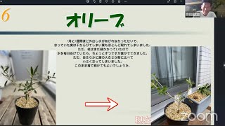 皆様からの質問に　お答えします　観葉植物　剪定　地植え　枯れた？　対処方法教えて【おうちでガーデニング】開花園チャンネル