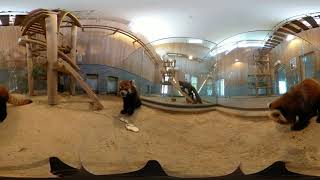 おうちで西山動物園　鯖江市西山動物園　レッサーパンダのいえ　ティアラとムータン　360度動画