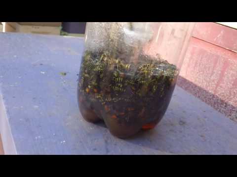 YELLOW JACKET TRAP YELLOW JACKET TRAP
