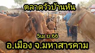 ตลาดวัวบ้านหัน(5เม.ย.66):ราคาน่าเก็บ:มักแรงๆเบาๆมาเลือกเอา