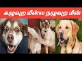 🐈🐒பொறுக்கி ஆணா பெண்ணோ எல்லாத்தையும் துரத்துற😜#animalmindvoice #trendingvideo #viralvideo