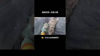 猫：妈妈夸我咯～【猫语实例—夸奖小猫】感情更好 #猫咪 #猫语