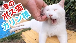 港のボス猫カリン様‼️撮影会にポーズをとるカリン様がカッコイイ Ferocious cat