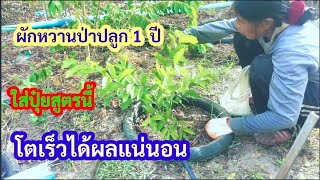 ผักหวานป่าใส่👉ปุ๋ยสูตรนี้ได้ผล โตเร็วแน่นอน