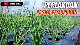 PENTING...! PENYEMPROTAN PASCA PEMUPUKAN