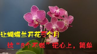 秋冬季如何让蝴蝶兰开花5个月？这“8个不做”记心上，简单！