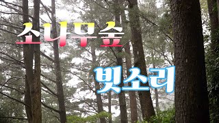 안개 낀 소나무 숲에 내리는 빗소리 ASMR (수면, 공부, 명상, 독서, 집중, 힐링, 휴식)