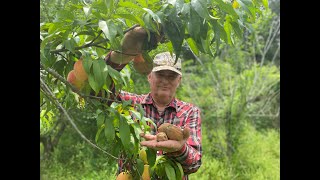 Why is your peaches rotting on the tree?  Talk about Brown Rot and the need to thin your peaches.