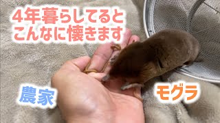 農家とモグラが4年いっしょに暮らすとこうなります