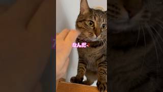 やってはくるけど気まぐれに帰っていく猫ちゃん　#うちのこ #ねこのいる生活