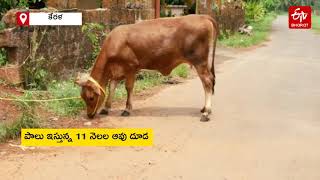 పాలు ఇస్తున్న 11 నెలల దూడ- రోజుకు 3.5 లీటర్లు! || CALF START GIVING MILK