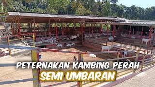 Peternakan Kambing Perah Semi Umbaran