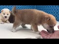 柴犬まるくん7月23日生まれ