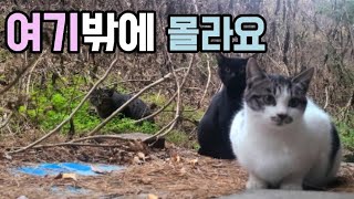 옹벽위 산에 살고있는 길냥이들은 이곳이 집이라고 한다.