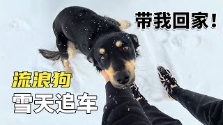 冰天雪地里的流浪狗，因一声呼唤追车奔跑数公里，终因坚持有了家