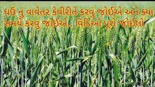 ઘઉ નુ વાવેતર કેવિરીતે કરવુ