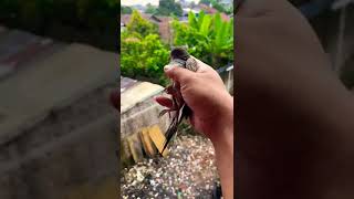 Pelestarian Burung Perkutut