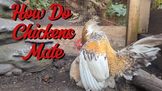 How Do Chickens Mate | Mating Behaviour Of Chickens #serama #chicken #rooster #hens #breeding #birds