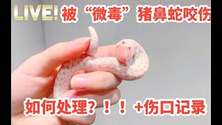 应该是全站最惨…被【微毒】猪鼻蛇咬到后如何处理？！无奈的一期宠物蛇试验…