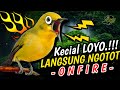 Masternya Kecial Kuning LOYO Ampuh Bikin Kecial Langsung NGOTOT ONFIRE🔥| PEPADU KECIAL