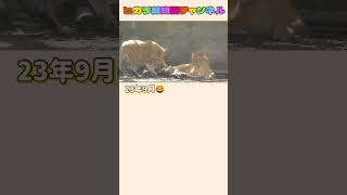 遊びに無我夢中のレイ #子ども #旭山動物園＃ライオン＃ファミリー＃Lion#shorts