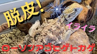 初めての脱皮2日目！絶対にウズウズする！【ローソンアゴヒゲトカゲ】