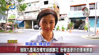 20201007 民議新聞 刨除九重葛改種常綠麒麟花 盼營造更好的環境景觀(縣議員 陳宜君)