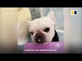 skateboarding french bulldog in china becomes internet star