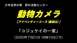 動物カメラ「コジュケイの一家」（2020年07月21日18時13分ごろ）＠加少自アドベンチャーコース(黒岩山)