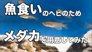 魚食いのヘビのためにメダカを用意してみた