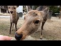 大みそかの奈良公園と鹿さん