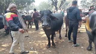 Baraut Pashu Mandi | Badot Peth | Bakdi Bhes | Murra Buffalo | Haryana Bhes | Jhota Race | Calf Buff