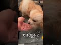 ポメ吉は、とろろ昆布職人だす🐶👍 ポメラニアン pomeranian