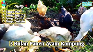 CARA TERNAK AYAM KAMPUNG 3 BULAN PANEN‼️TANPA PAKAN PABRIKAN‼️