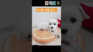 멍집사#1)#반려견 #힐링#강아지#dog#고양이 #강아지일상#funny#happy#love #cute  #목요일 #일상#귀여운#lovely #행복 #치유 #사랑 #화요일#일상#구독