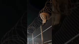 Prison Inmate Failed Attempted Escape Caught On Camera